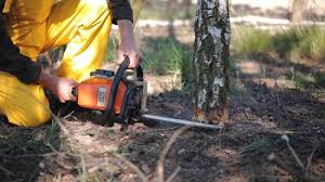 How Our Tree Care Process Works  in  Seneca, KS