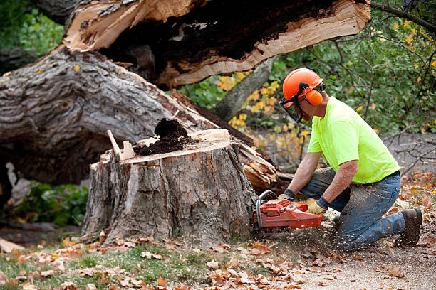 Professional Tree Services in Seneca, KS